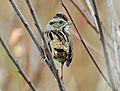 SwampSparrow