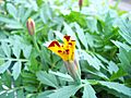 Tagetes-flower grow-3