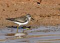 Temminck's Stint AMSM6802-TSTI