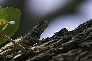 Texas Spiny Lizard