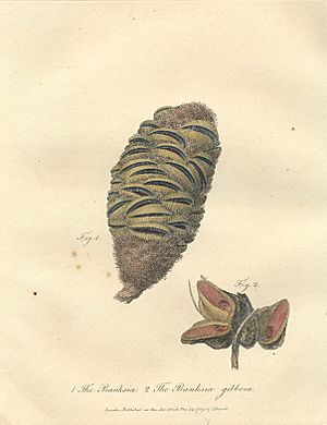 The Banksia (John White)