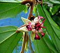 Theobroma grandiflorum-flower