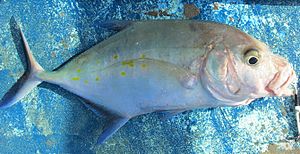 Thicklip trevally