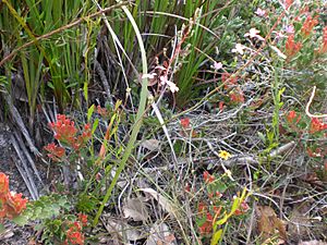 Torndirrup flora November