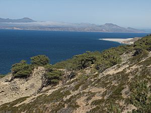 Torrey Pine Grove