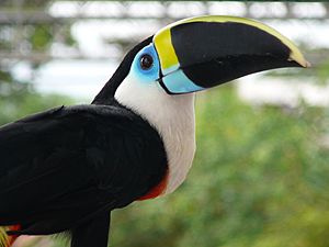 Toucan2007