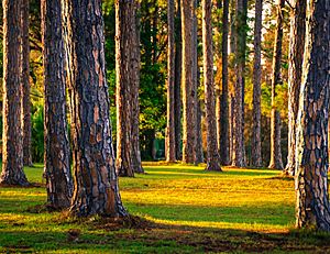 Walk through the Pines (14147894889)