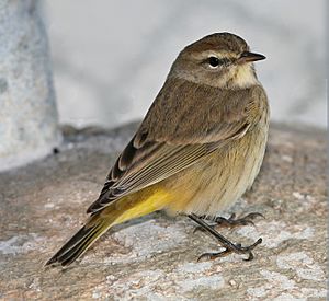 Western Palm Warbler