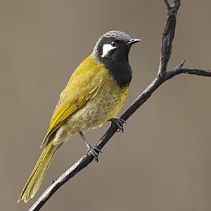 White-eared Honeyeater - Blackheath.jpg