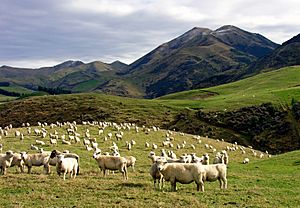 Whitecliffs Sheep