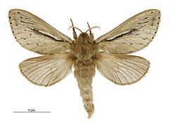 Wiseana umbraculata male.jpg