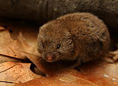 Woodland Vole Microtus Pinetorum