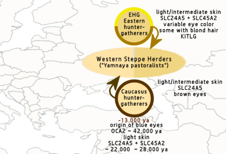 Yamnaya pastoralists, main genetic ancestry