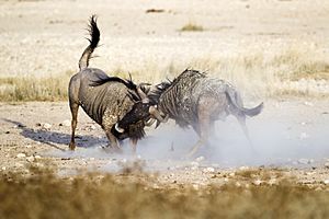 2012-wildebeest-fight