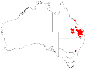 Acacia pustulaDistMap738.png