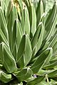 Agave victoriae-reginae Closeup 2000px