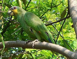 Amazona amazonica (1).jpg