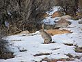 AntelopeIsland jackrabbit