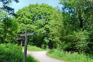 Ashtead Common, Thames Downs Link path