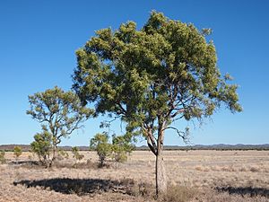 Atalaya hemigluaca.jpg