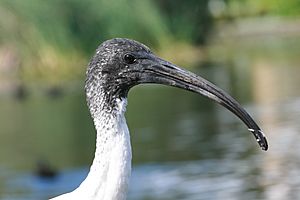 Australian White Ibis head