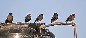 Bank Mynas Im IMG 9770