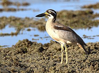 Beach Stone-curlew 7562