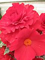 Begonia blossoms maleandfemale