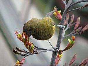 Bellbird feeding