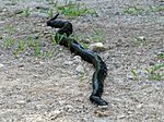 Black Rat Snake2.jpg