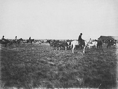 Boote, Samuel - Gauchos treiben die Herde ein (Zeno Fotografie)