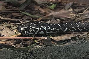 Broad-headed snake, detail of head