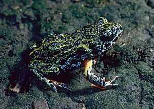 CSIRO ScienceImage 7816 Southern Toadlet.jpg