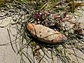 Caudina arenicola on a beach