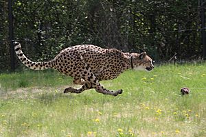 Cheetah Run