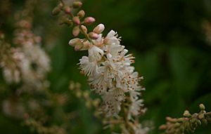 Clethra-alnifolia-flowers.JPG