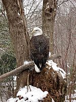 ClevelandZooBaldEagle