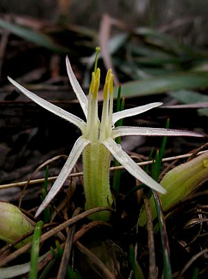 Conostylis androstemma (6105955774).jpg