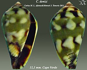 Conus denizi 2