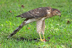 Coopers Hawk (6060494308)