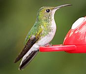 Coppery Headed Emerald Female