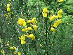 Cytisus scoparius3.jpg