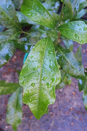 Diploglottis campbellii juvenile leaf.jpg