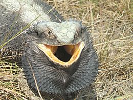 Eastern Bearded Dragon defence