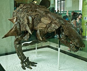 Edmontonia half.jpg