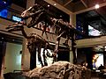 Edmontosaurus & Tyrannosaurus HMNS