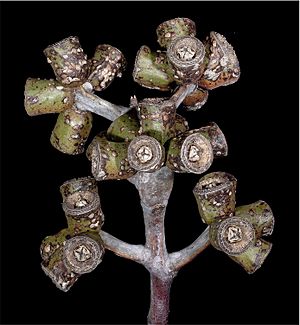 Eucalyptus stricklandii fruit