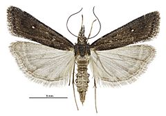 Eudonia oculata female.jpg