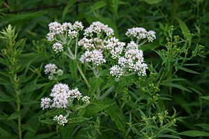 Eupatorium perfoliatum 001.JPG