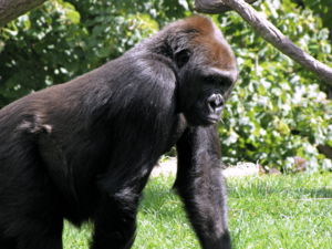 Gorilla at the Lincoln Park Zoo -01- (50827592042)